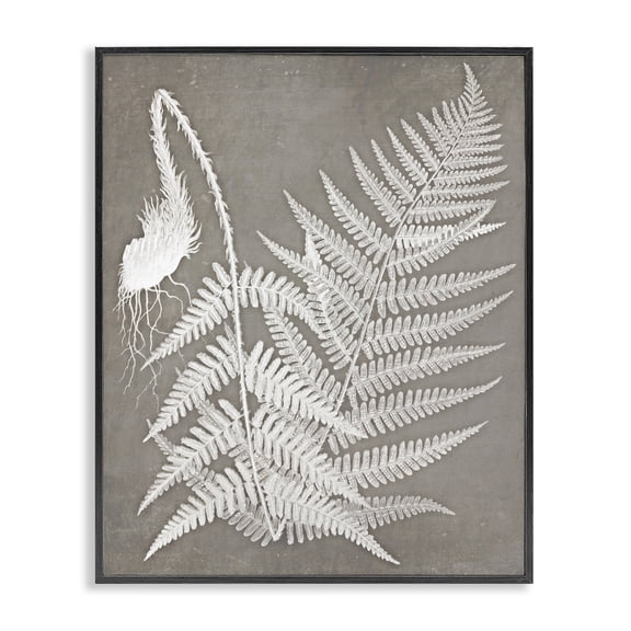 Stupell Industries Transitional Layered Botanicals Fern Leaves Nature Vegetation Black Framed Giclee Art, 11 x 14, by Graffitee Studios