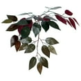 thumbnail image 3 of Vickerman TDX0360-07 Arbre de Luxe de Tous les Jours Capensia - 6 Pi., 3 of 3