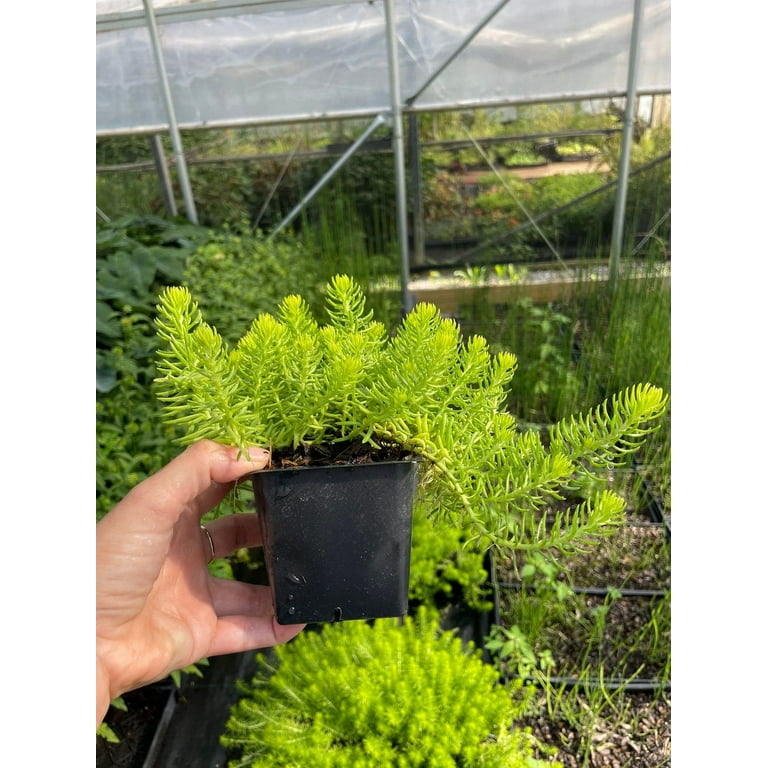 air pots for plants 3 Ionantha Air Plants with Mini Terra Cotta Pots
