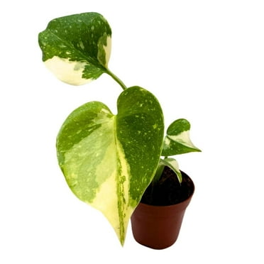 Florida House Plants BubbleBlooms 2" Variegated Monstera Live Plants in 2" Pots, Handmade with Love