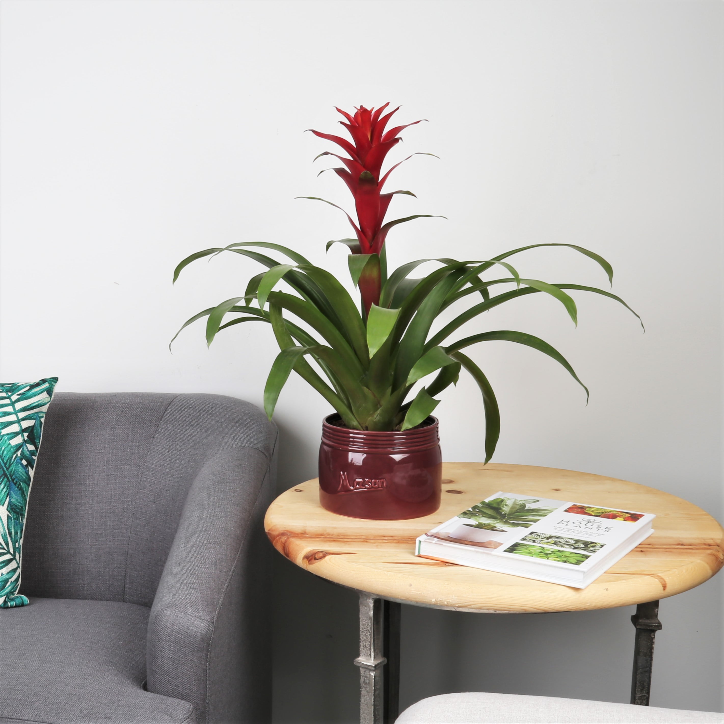 Delray Plants Live 18inches Tall Bromeliad in 6inch Ceramic Decor Pot