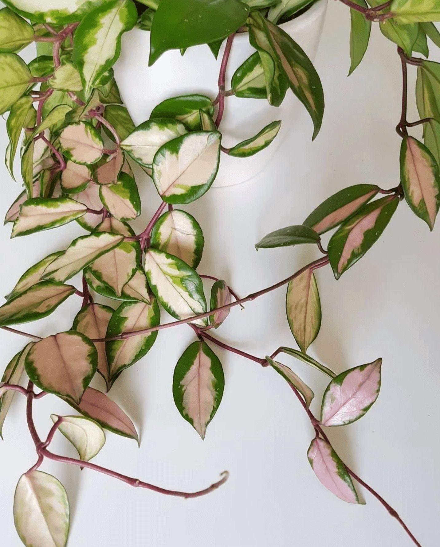 Hoya Carnosa Tricolor Plant Live for Planting, Tricolor Hoya Carnosa Plant in 2 Inch Pot for Indoor Outdoor