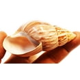 thumbnail image 3 of Set of 24 Natural Japanese (Fairyland) Land Snail Shells 2 1/2" - 3" Medium Hermit Crab Beach Crafts Hobby Coastal Cottage, 3 of 3