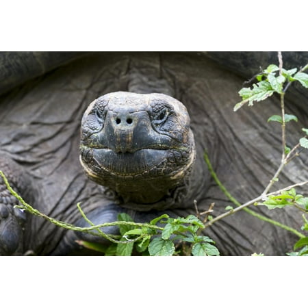 Santa Cruz Rob Face - Ecuador, Galapagos Islands, Santa Cruz Highlands. Face of a Wild Galapagos Giant Tortoise Print Wall Art By Ellen Goff