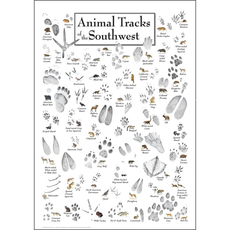 Earth Sky + Water - Animal Tracks of Southwest - Poster 19″ X 27″