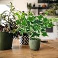 thumbnail image 3 of BotaniNest Fausses Vignes de Verdure Pothos Feuilles pour Mur Intérieur Cour, 3 of 5