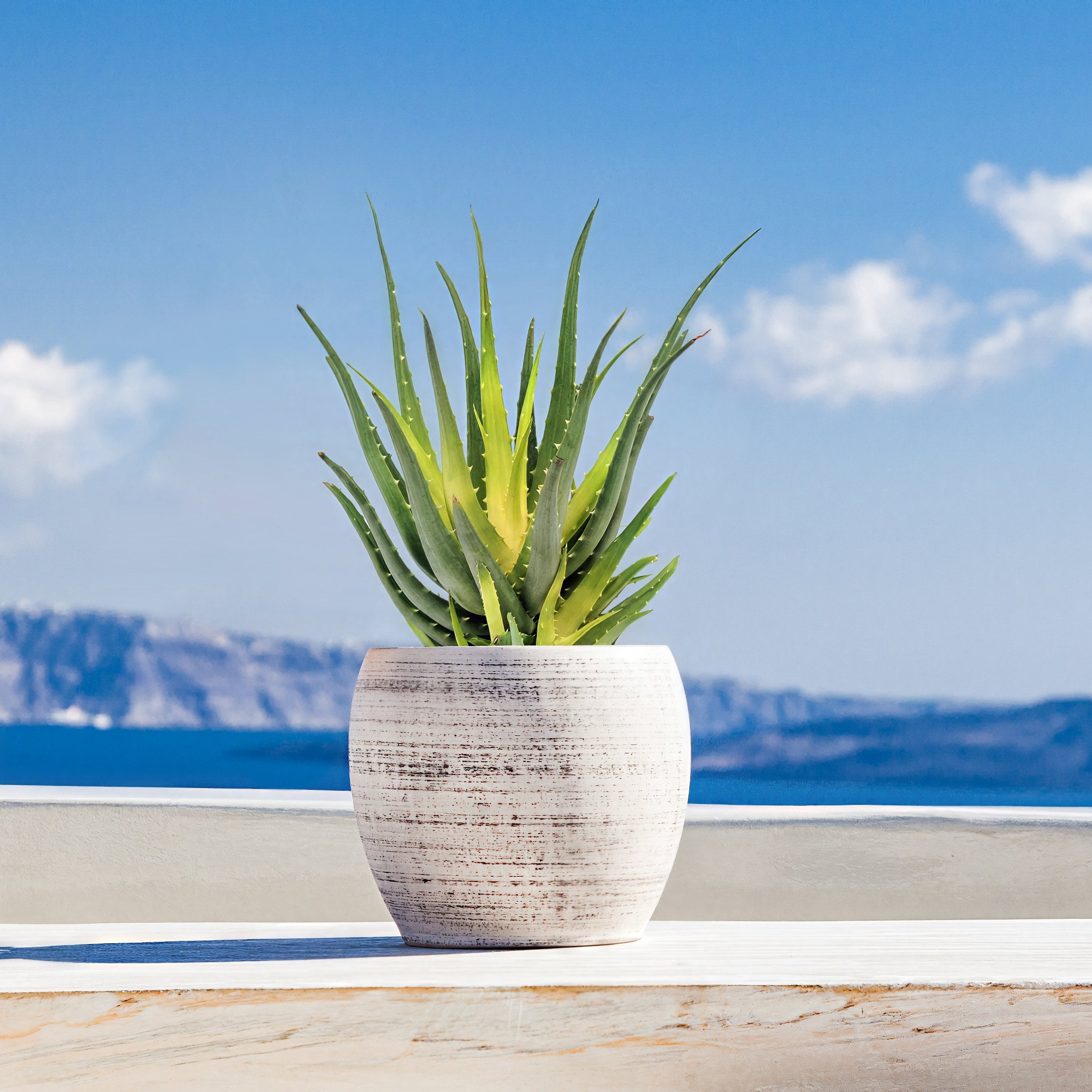 4 in. Aloe Solar Flare Plant in Grower Container (3-Pack)