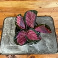 thumbnail image 2 of Calathea Roseopicta Rosy, 4" Plant, The Plant Farm, 2 of 2