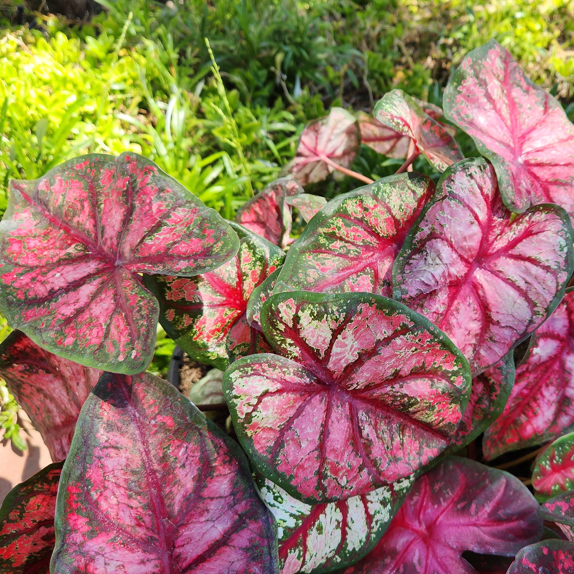Altman Plants Caladium Pink Strap Leaf, 1 gal. Pot, Outdoor Live Plants, Full Sun to Part Shade
