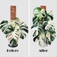 thumbnail image 4 of 4 Postes de de Plástico de 17 Pulgadas para Plantas Monstera, Diseñados Específicamente para Plantas Trepadoras, Soporte de Planta Apilable, 4 of 4