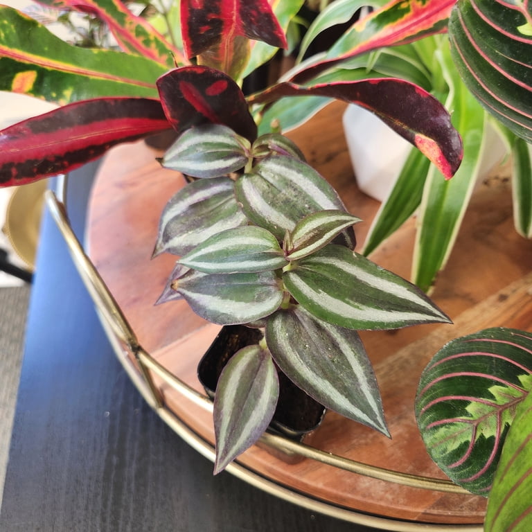 leaf indoor plants Monstera 'Split-Leaf'