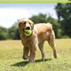 thumbnail image 3 of PetSport USA Pelotas de tenis de 2.5 pulgadas para perros medianos [pelotas de tenis de fuerza industrial no tóxicas y seguras para mascotas para ejercicio, tiempo de juego y entrenamiento de perros], 3 of 6