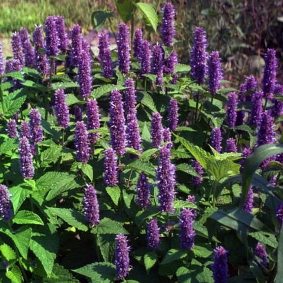 Outsidepride Agastache Mexicana Lavender Blue Flower Seed - 2000 Seeds