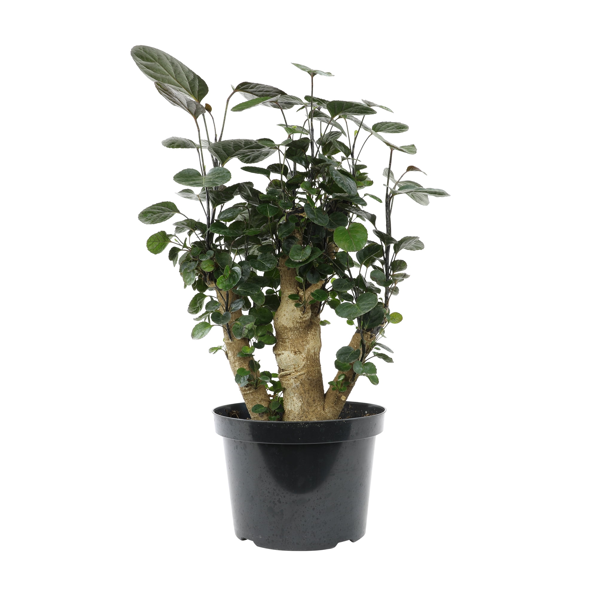 Fabian Stump Bonsai, Live Aralia | 8in Pot | Easy Houseplant, Partial Sun | Element by Altman Plants