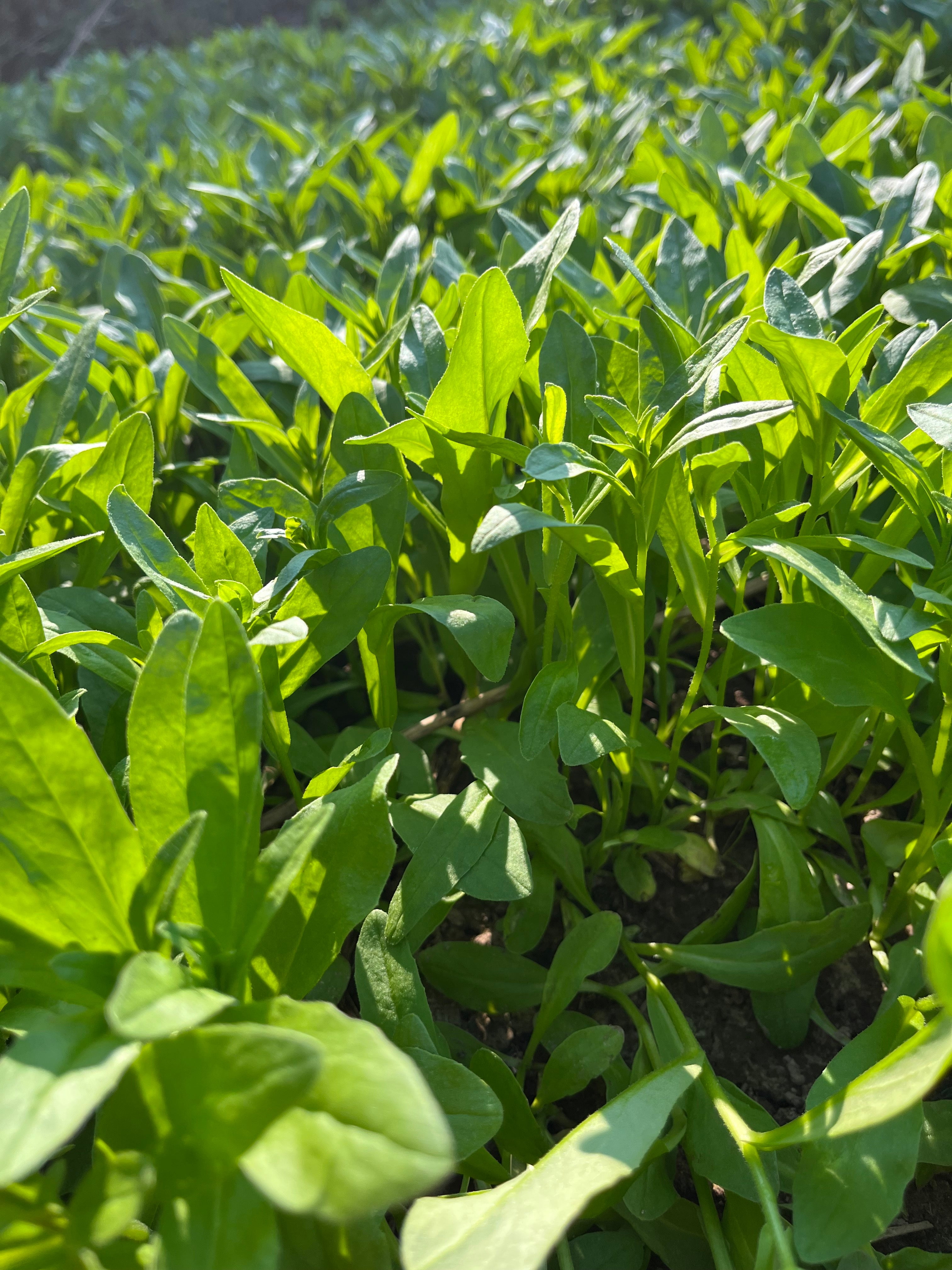 Hale Habitat & Seed Winter Camelina Food Plot Seed, 5 lbs