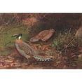 thumbnail image 2 of George Edward Lodge 18x14 Gold Ornate Wood Frame and Double Matted Museum Art Print Titled - Yellow-Necked Koklass Pheasant (1918-1922), 2 of 4