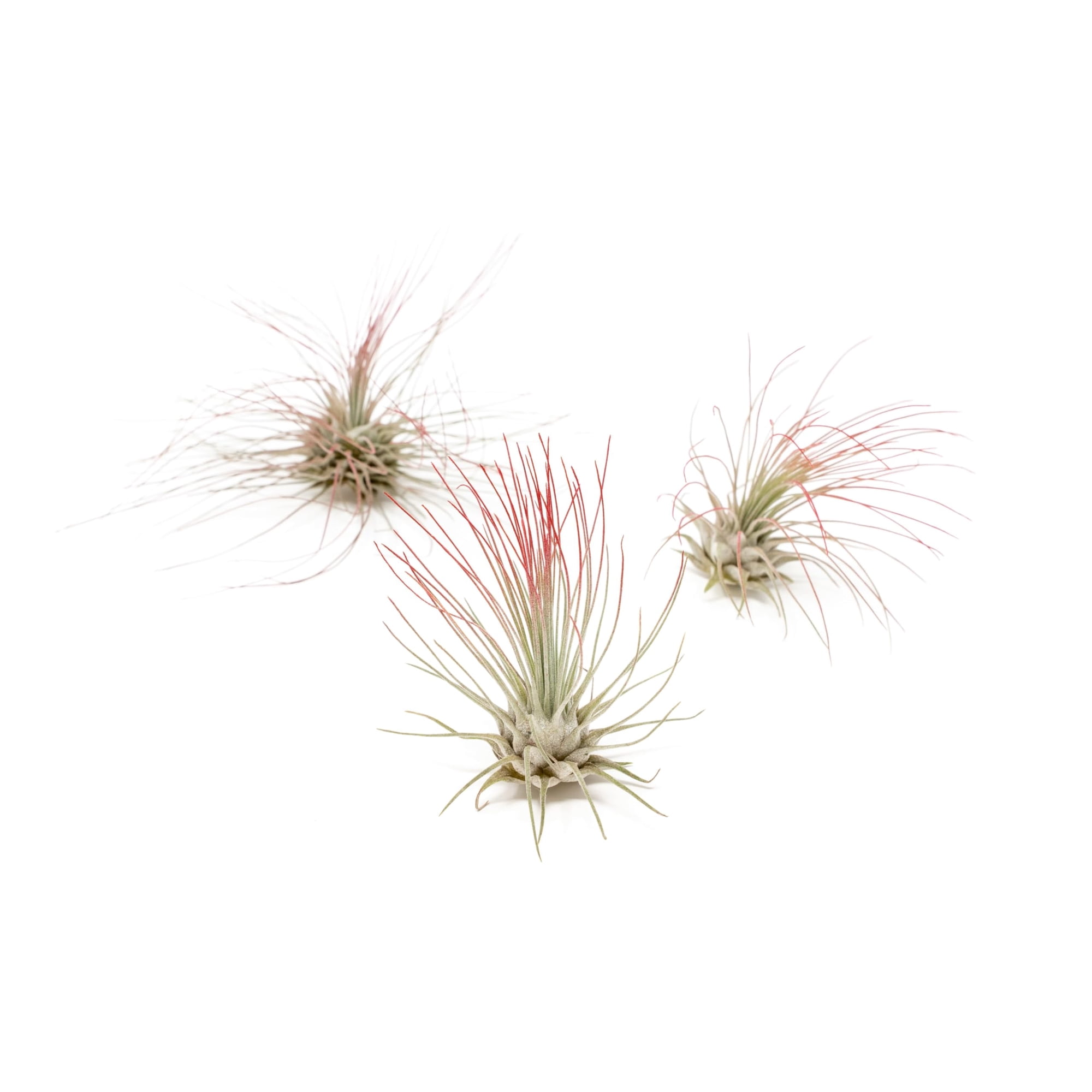Red Colorful Tillandsia Air Plants - Long Lasting Color Enhanced Live Tillandsia Succulent House Plants - Home and Garden Decor - Easy Care Indoor/Outdoor Plants (Argentea Thin, Pack of 3)