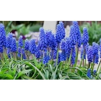 Daylily Nursery Muscari Armeninacum Plant Bulbs - (40 Count)