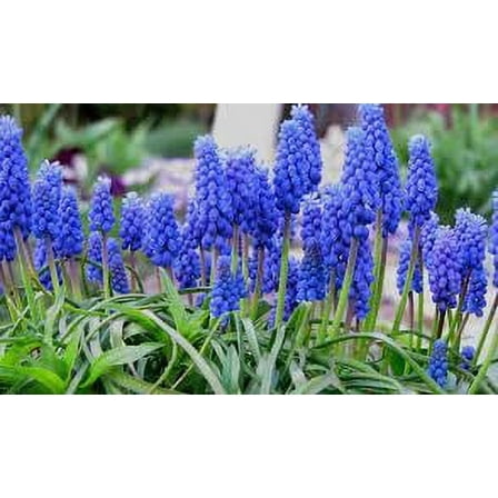 Daylily Nursery Muscari Armeninacum Plant Bulbs - (40 Count)