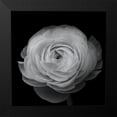 thumbnail image 2 of Gronkjar, Lotte 15x15 Black Modern Framed Museum Art Print Titled - Ranunculus, 2 of 5