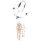 thumbnail image 1 of De ón De Cuerpo Desnudo Femenino A Escala 1/ Manos De Repuesto, Anillos Para El Cuello Y Bikini Sunnimix Figura de acción Cuerpo desnudo, 1 of 8