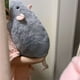 thumbnail image 4 of Almohada De Peluche 1Pcs 35cm Soft Stuffed Mouse Pillow with Realistic Fabric for Sofa Bedroom Living Room Home Decor JASKFLY, 4 of 9