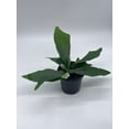 thumbnail image 2 of BubbleBlooms Staghorn Fern, Platycerium bifurcatum, Crown, Elkhorn Fern, 4 inch Pot, 2 of 9