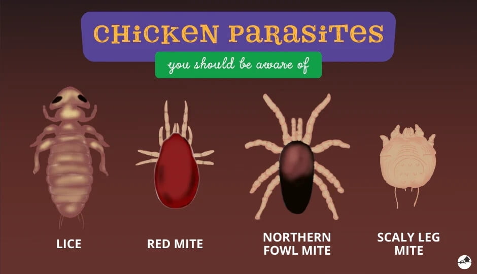 32 oz 13.3% Permethrin Kill Mites Flies etc on Livestock Dogs Poultry Farm Use