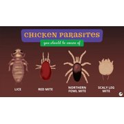 32 oz 13.3% Permethrin Kill Mites Flies etc on Livestock Dogs Poultry Farm Use