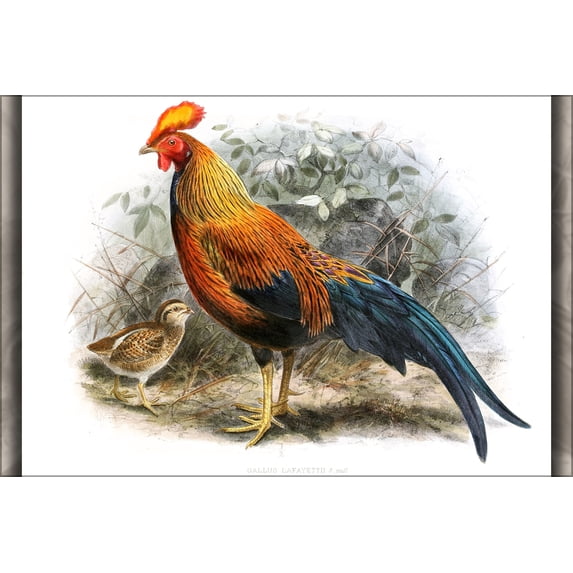 24"x36" Gallery Poster, Gallus lafayetii 1880