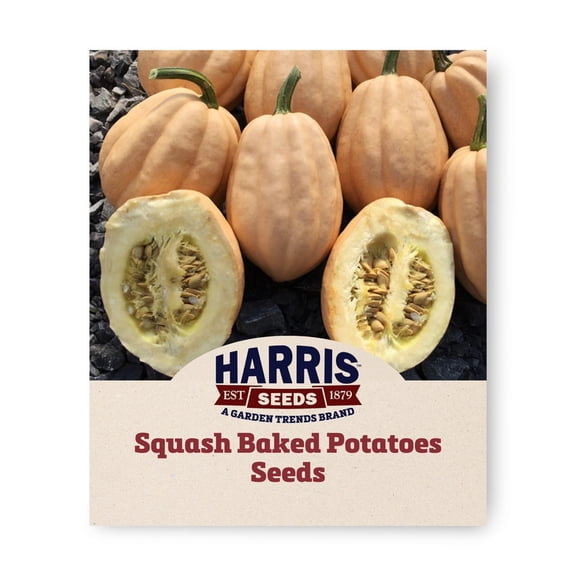 Harris Seeds Baked Potatoes F1 Acorn Squash, Bush-Type Winter Variety, 25 Count
