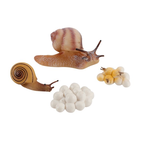 A 4 Stage Animal Life Cycle Model Set Educational Toy For Kids Learning Growth Process Realistic Plastic Figures For School Home Decor