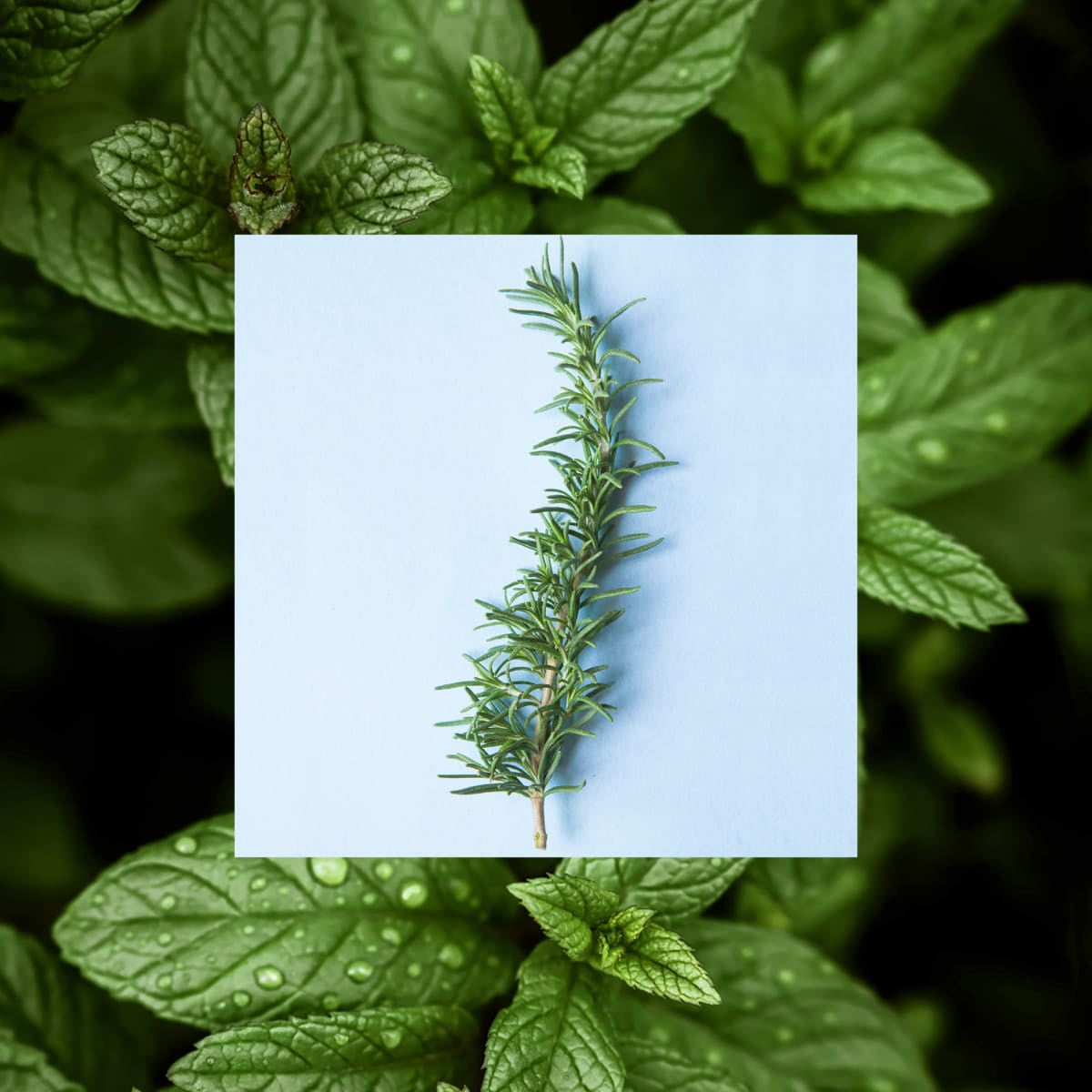 (3 pack) Raw Sugar Rosemary Vinegar Hair Rinse Shampoo Alternative - Rosemary + Mint, 6 fl oz