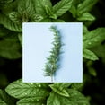 thumbnail image 6 of Raw Sugar Rosemary Vinegar Hair Rinse Shampoo Alternative - Rosemary + Mint, 6 fl oz, 6 of 6
