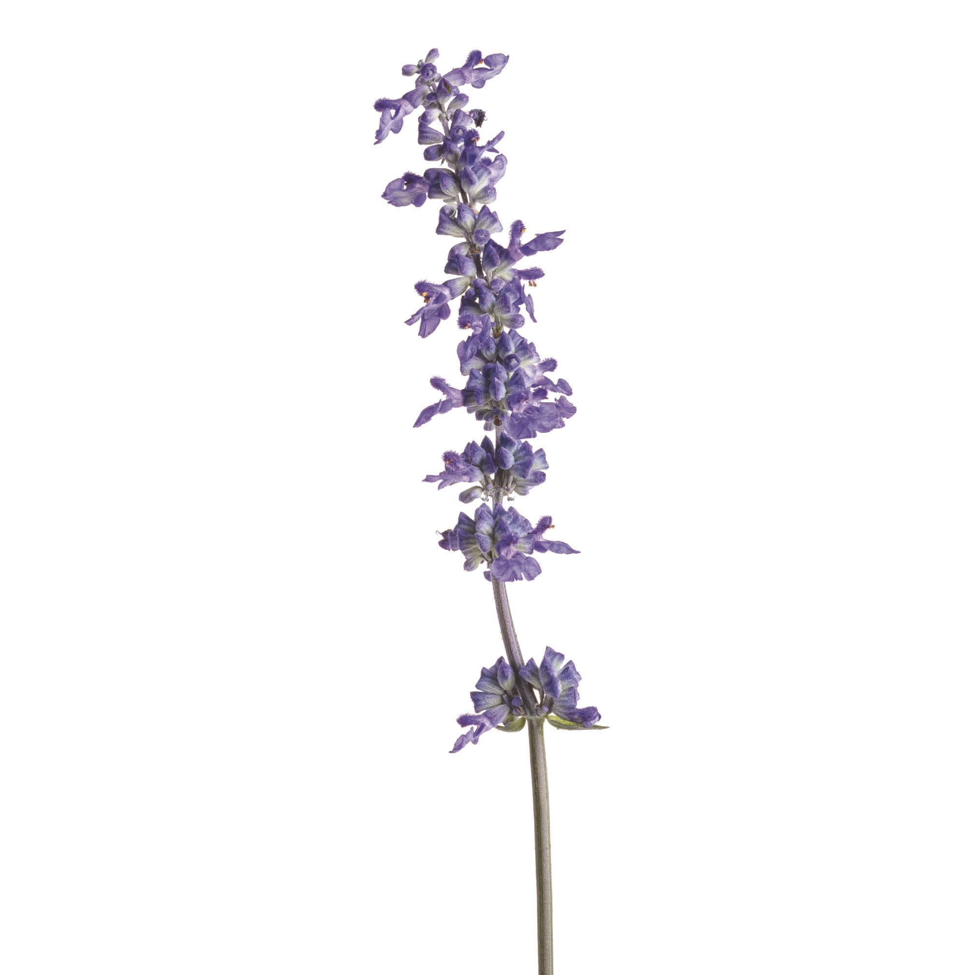 Proven Winners 8" Unplugged So Blue Mealycup Sage Live Plant in 6.5" Pot
