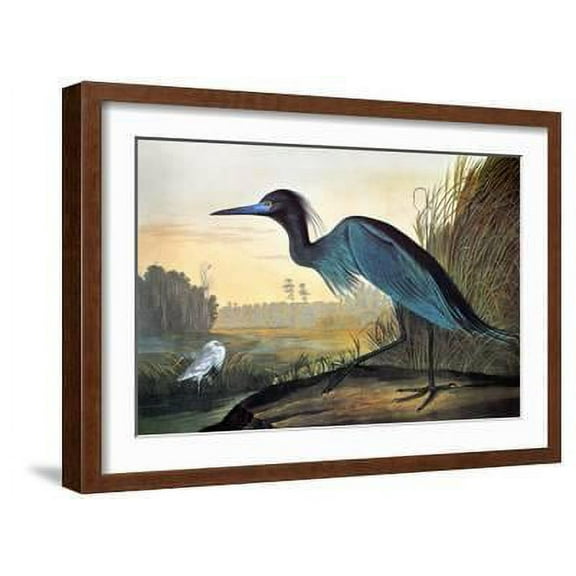 Audubon: Little Blue Heron, Animals Framed Art Print Wall Art by John James Audubon Sold by Art.Com