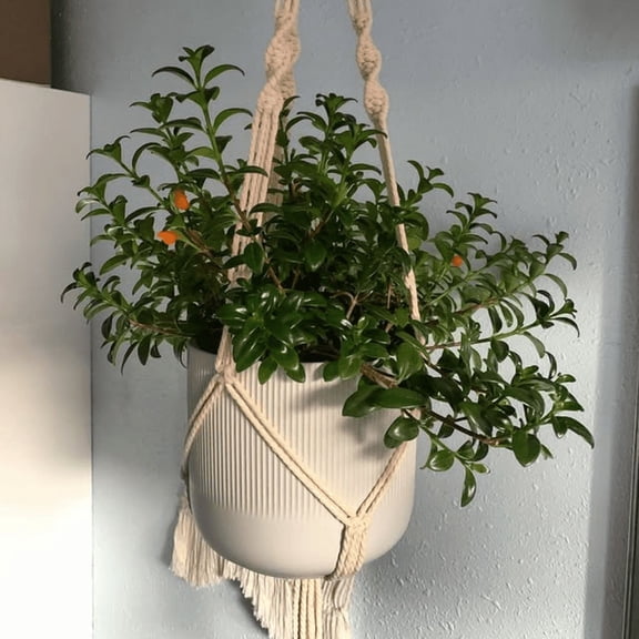 Goldfish Plant Live, Tropical Goldfish Plant Live, Trailing Houseplant, 4-7 inches Tall, 4" Pot for Indoor Planting