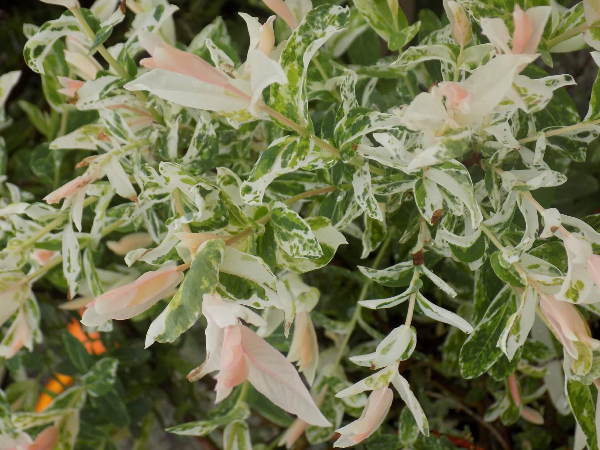 Expert Gardener 3.25G Dappled Willow Flowering Live Plants Full Sun White