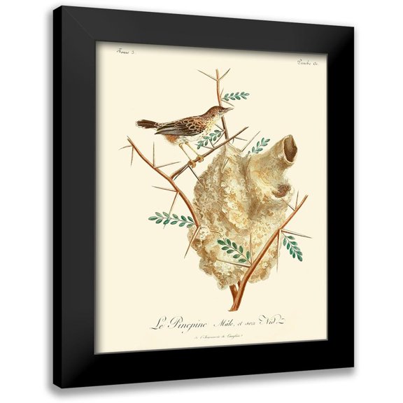 de Langlois 12x14 Black Modern Framed Museum Art Print Titled - Vintage French Birds VIII