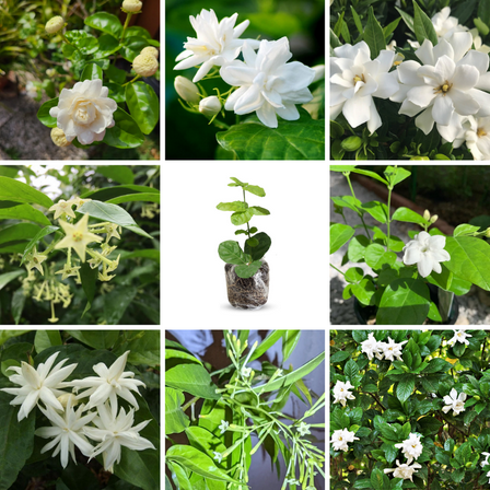Set 2 White Fragrant Jasmine Plants for Indoor and Outdoor Planting, Jasmine Plants Live 4-8 Inches Starter