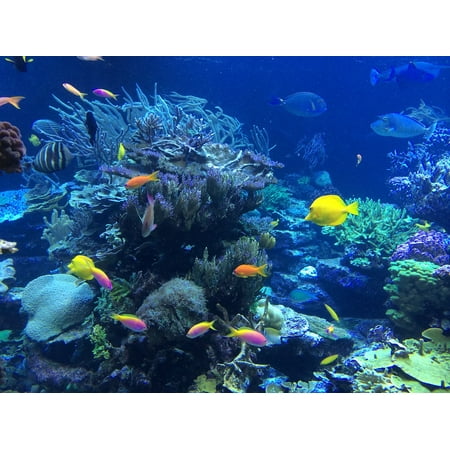 LAMINATED POSTER Nature Underwater Tropical Coral Ocean Fish Reef Poster Print 24 x (Best Coral Reefs In Cuba)