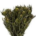 thumbnail image 2 of Vickerman 12" Green Salignum, Female, 7 oz Bundle, Preserved, 2 of 4