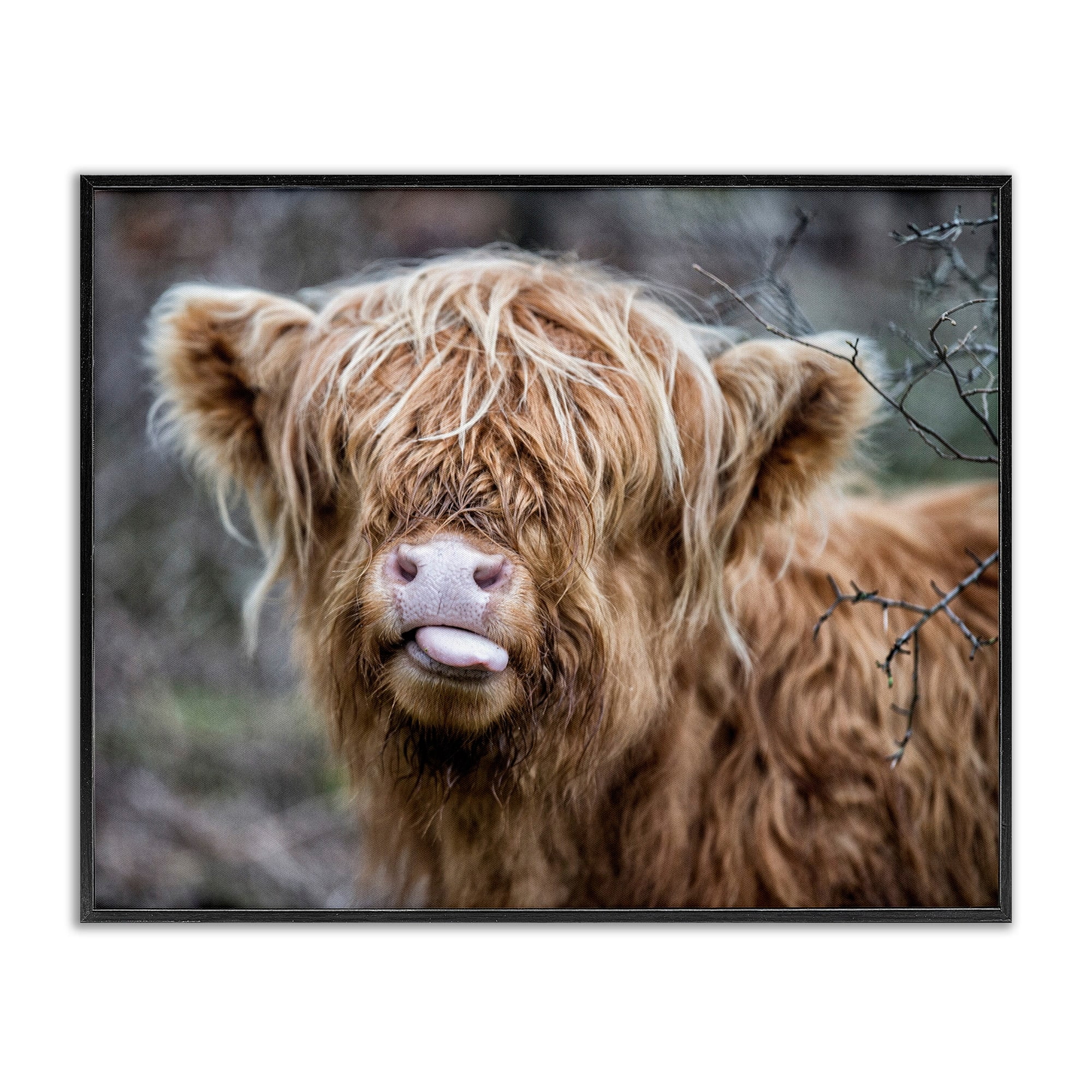 Stupell Industries Baby Highland Calf Cattle Licking Lips Country Farmland Photograph Black Framed Art Print Wall Art, Design by James Dobson