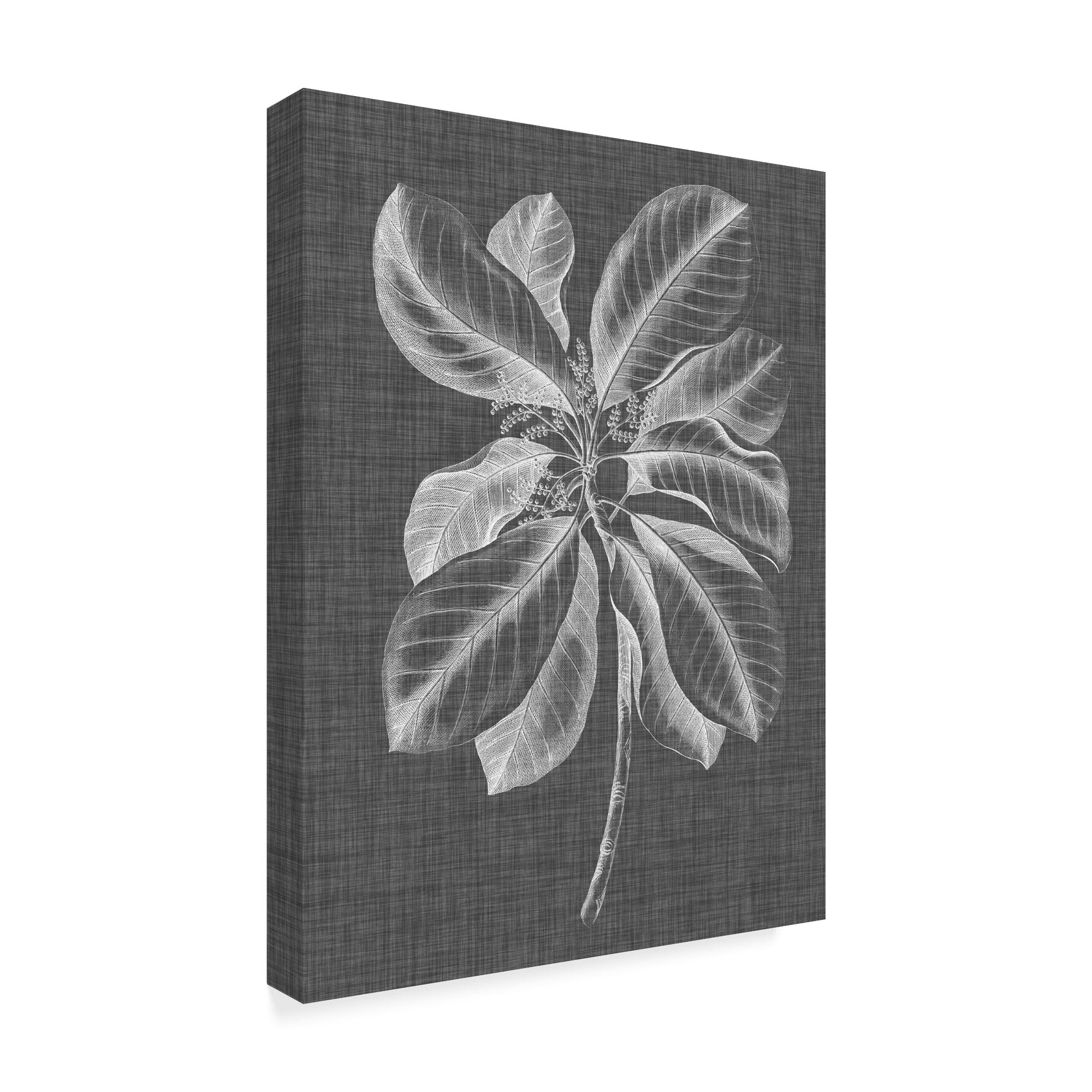 Trademark Fine Art 'Graphic Foliage II' Canvas Art by Vision Studio