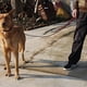 thumbnail image 5 of Correa de cuero para adiestramiento de perros u obediencia general en el patio trasero, 5 of 5