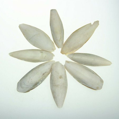 20Pcs Practical Snails Tortoise Chewing Cuttlefish Bone Bird Beak Stone Cuddle Bone Bird Cuttlebone