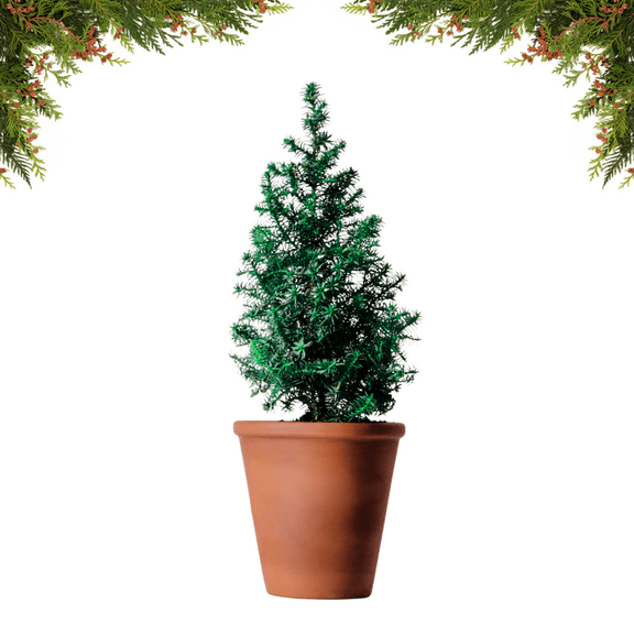 Potted Cypress Tree Live Plant, 9 to 11 Inch Tall, Easy Care Houseplant, Green Foliage, Cypress Plant Live for Holiday Decoration, 4 Inch Pot
