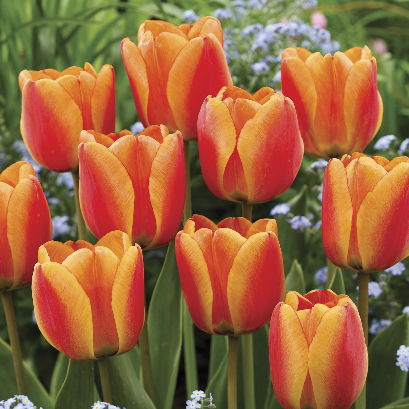 Van Zyverden Tulips Apeldoorns's Elite Set of 12 Bulbs, Multicolor, Partial Sun, Perennial