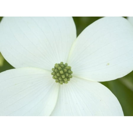 - Oriental Dogwood Tree Flower (Cornus Kousa) Print Wall Art