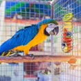 thumbnail image 5 of Cesta de comida para pájaros y loros, dispensador de frutas colgante de acero inoxidable, soporte para verduras, jaula para pájaros, accesorios de alimentación para periquitos, cono (2, 5 of 5